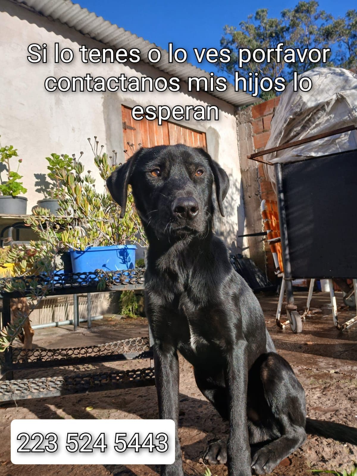 Imagen de Cachorro Negro