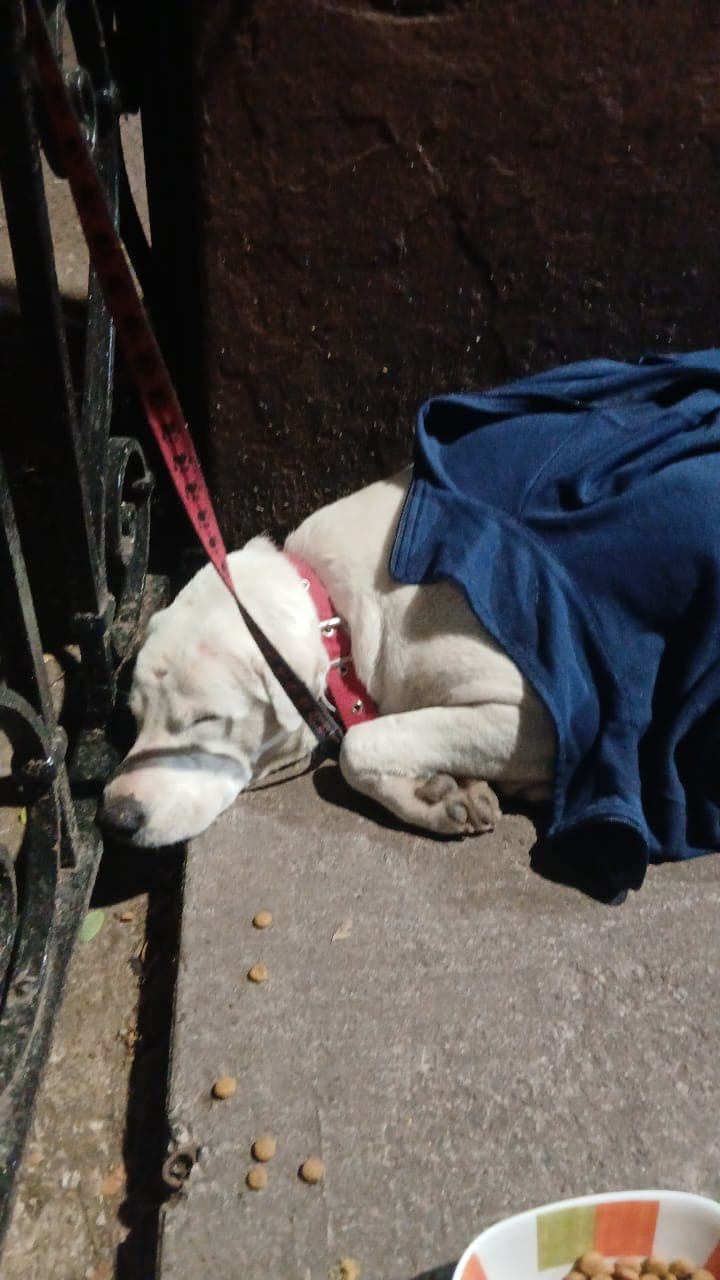 Imagen de mascota